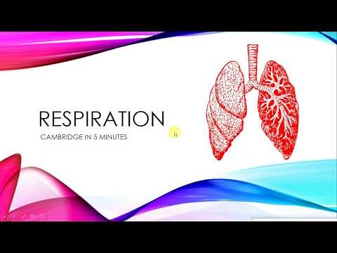 IGCSE BIOLOGY REVISION - [Syllabus 12] Respiration