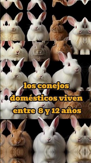How long does a rabbit live?