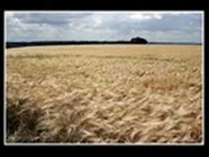 Field of gold ( with lyrics) - Sting