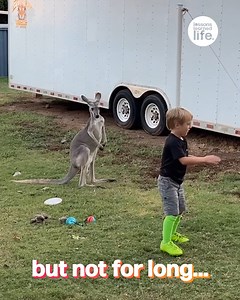 Just a kid and kangaroo playing tetherball together 😅🦘 | GOODLAD