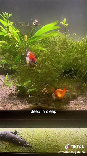 Interesting right? I love catching them sleeping, it always looks so funny while they float there motionless. #goldfish #aquarium #westcoastgoldies #fish #tank #fishtok