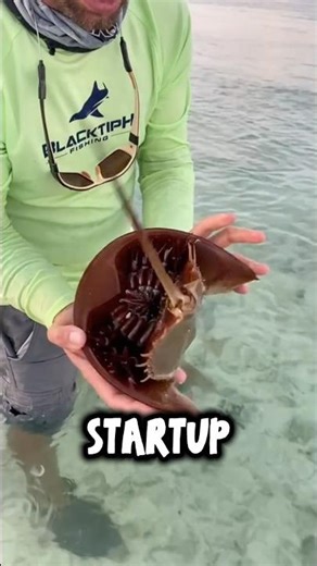 The Horseshoe Crab Is a Living Fossil