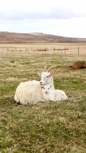 53 reactions | Springtime is kidding season (yes, that is the goat...