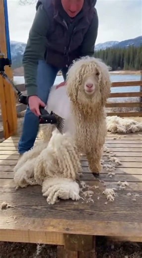 Advanced robotics in modern farming and processing_49🧸