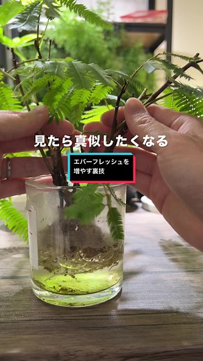 エバフレ増やし方完全版 エバーフレッシュはこの通りやれば9割型いけるはず。幸運を祈ります🔥 ハサミはよく切れるやつで頼む！ 僕が全ページ執筆した著書 「世界一たのしい観葉植物教室」4刷🎉 さらに生協での取り扱いも決まりました✨ ぜひ手に取ってご覧ください！ ━…━…━…━…━…━…━…━…━…━ 観葉植物の育て方を中心に発信中！ フォローはこちらから→ @kuritojp ━…━…━…━…━…━…━…━…━…━ #観葉植物 #観葉植物初心者 #観葉植物のある暮らし #plants #インドアグリーン