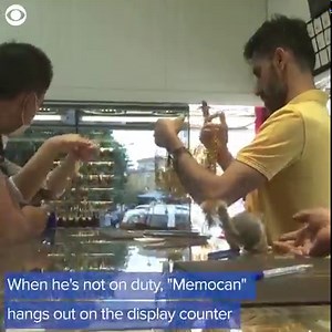 6K views · 45 reactions | SQUIRREL SECURITY GUARD: ️ A jewelry store in Turkey has a one-of-a-kind security system to protect its money. Meet Memocan, the squirrel security guard. ️ | WTVR CBS 6 News | Facebook