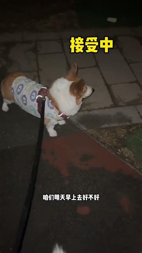 Decoding Dog Logic: How Little Pups Get It All Wrong