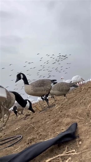 Gander Valley Custom Calls (Premium Duck & Goose calls) on Instagram: "The young guns are out there putting on the miles, honing their skills, and putting the meat on the table. @colorado_waterfowler @luke_proctor111 @stevefoell . . . . . . . . . . . . . . . . . . . . . . . . . . . . . . . . . . . #goosecalls #duckcalls #goosehunting #duckhunting #outdoors"