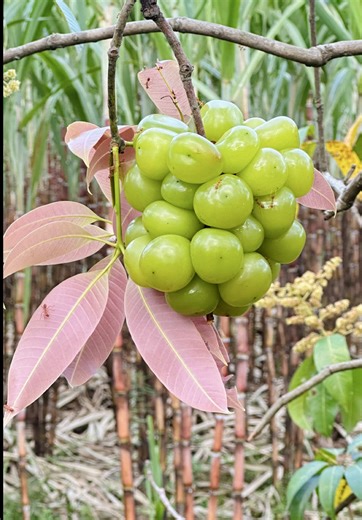 Fruit Picking Made EASY With These Amazing Hacks! #survival #bushcraft #outdoors #campinggear