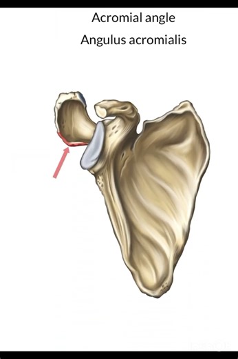 Scapula Anterior Aspect #anatomy #scapula #shorts