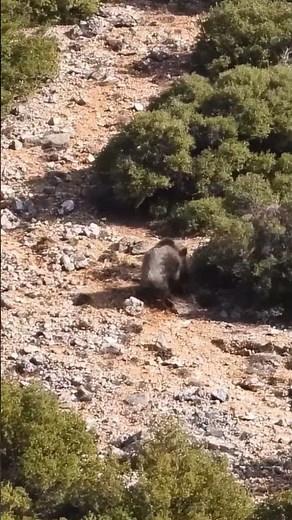 Epic Pig Hunt | Outdoor Thrill and Survival