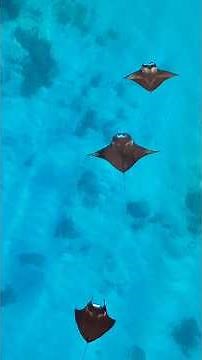 Experience Reethi Beach Resort: Maldives’ Best 4-Star Getaway