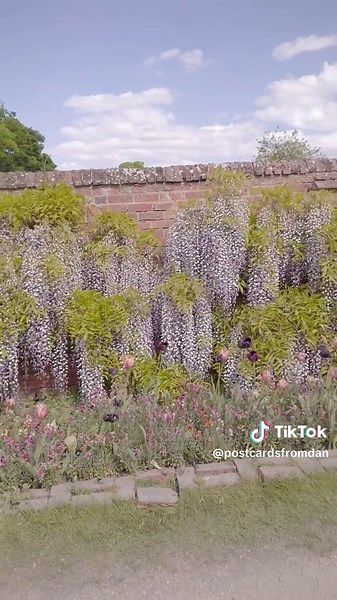 Explore the Magical Wisteria Lane in the UK