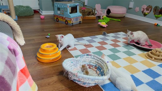 12K views · 1.6K reactions | Skip, Lollygag and Skitter are having fun with the triple-layer trackball toy, Dillydally and Mosey have a bit of a tussle, Dillydally puts on her most casual floof suit, and then gets in on the track ball fun. | Love & Hisses | Facebook