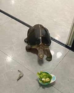 Turtles are not that slow and this video is proof of that! | Viral Stories