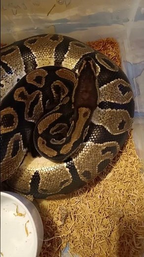 Massive Normal Morph Ball Python Fresh Shed Reveal!