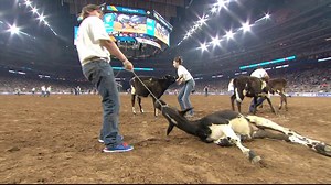 FUNNY VIDEO: Students scramble to capture calf at Rodeo Houston