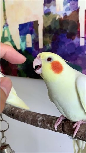 A Bird Bit Me In Slow Motion