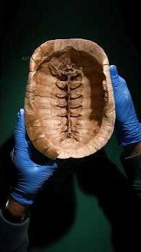 turtle's back #science #sciencefacts