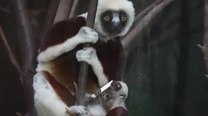 First-ever 'dancing lemur' to be bred in Europe born at UK zoo in 'landmark moment'