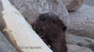 15K views · 4K reactions | TBIF! Thank Beavers It’s Friday! 嶺嶺嶺 As my work week winds down, I needed a quick social media break to post a cute beaver video from last spring. Don’t tell my manager!  Have a great weekend, everyone! #tgif #beavers #cuteanimals | Mike’s photos and videos of beavers | Facebook