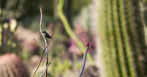 Wild Arizona | Wild Arizona!