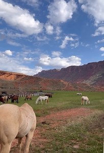 38 reactions | “When I count my blessings, I count my horse twice.”  For the rest of November, enjoy $10 off your horseback riding experience with code “HB2023,” and choose from our leisurely two-and-a-half-hour morning rides, or our one-hour afternoon trail rides: https://bit.ly/3UhouFA. | Red Cliffs Lodge | Facebook