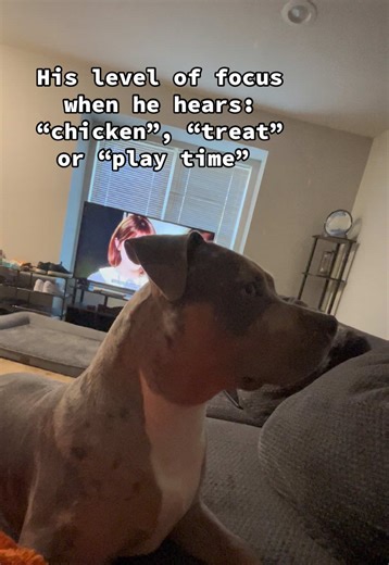 What you say, Dad??👀 #puppytiktok #fyp #focus