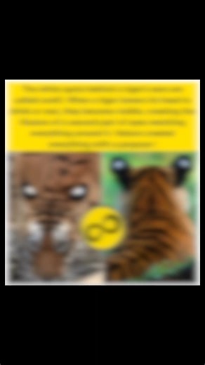 Nature’s Most Clever Camouflage: The Secret of Tiger Ears | In_finityfacts |