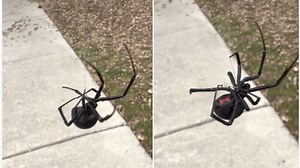 Massive black widow spider dangles from its web in viral video. Terrifying, says Internet