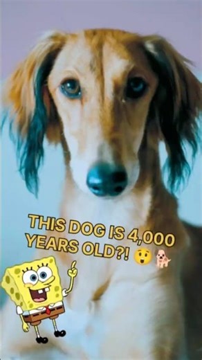 The Ancient Dog Breed Older Than Egypt’s Pyramids 🐕✨ #AnimalFacts