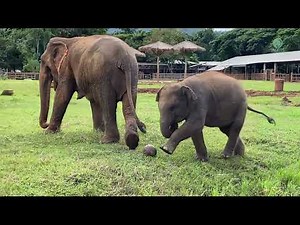 Baby Elephant “Lek Lek” Experience With Ball For The First Time – ElephantNews