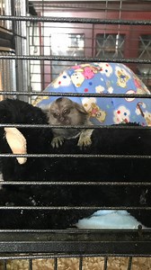 Here's part 2 of Dr Alison Cronin MBE talking through the myths and misinformation about primates in the British Pet Trade. Check back tomorrow for the final part. | Monkey World - Ape Rescue Centre, Official Facebook Page