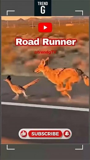 Real-Life Road Runner: The Ultimate High-Performance Machine #fyp #birds #roadrunner #facts
