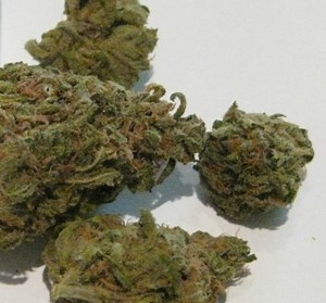 Blueberry Chemdawg | Marijuana Strain Reviews