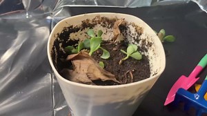 Garden Tools Set, 3Pcs Small Metal Gardening Tool Kit for Home Planting, Assorted Color Garden Trowel Kit for Digging Soil＆Transporting Plants for Garden Lawn Indoor Outdoor (Multi-Color)