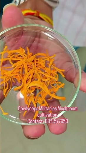 cordyceps Militaries Mushroom cultivation/ cordyceps training/ keeda Jadi mushroom Farming