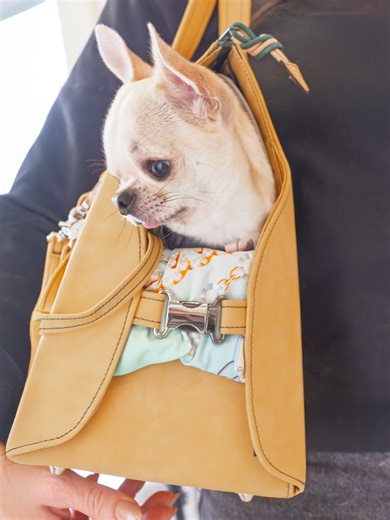 A bag? No, much more: Comfort Pet-Bag, your pet’s refuge wherever you go. It easily transforms into a bed, personal bag and travel companion, combining style, functionality, and well-being in a single product. Made with technical and innovative materials such as Pyrotex® Medic and Resistex® Bioceramic, it offers active protection against bacteria, viruses, and fungi, ensuring a clean, healthy, and comfortable environment for you and your pet. Pet Creation – Health is the true luxury.💚 #PetCreat
