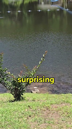 Turtle not slow as you think #facts #interestingfacts