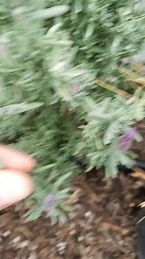60K views · 1.2K reactions | lavender growing tips! #herbs #garden #plants #nature | epicgar dening | Facebook