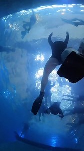 4.2K views · 74 reactions | What is Skindiving? 錄 Skindiving is a...