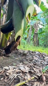 Banana stalk cutting #SagingSaba | Rex M. Decoy