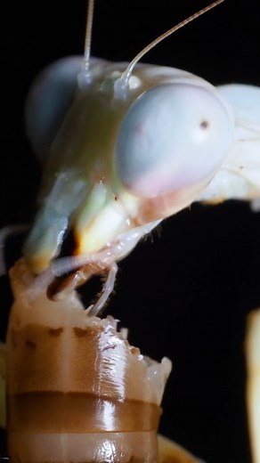 102K views · 928 reactions | Lunch time #mantis #macrovideo #1080p #olympusomd #mantid | Behind the Lens | Facebook