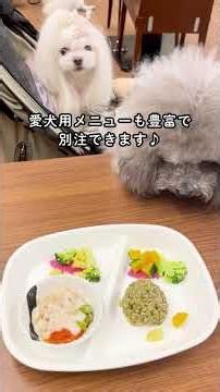 【宿泊体験レポート】わんわんパラダイス 奈良生駒 #ペットと旅行 #ペットと泊まれる宿 #ペット同伴ok #わんこと一緒 #休日いぬ部 #奈良観光 #わんわんパラダイス