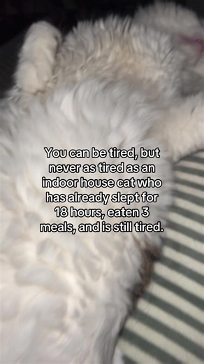 #fyp #catsoftiktok #cats #viral #trend | cats