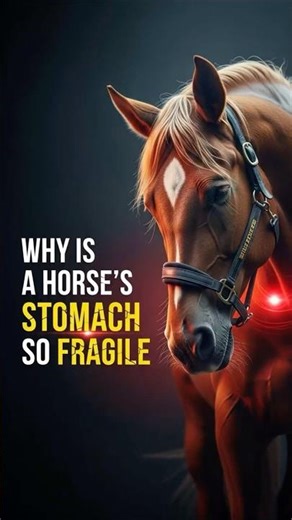 WHY IS A HORSE’S STOMACH SO FRAGILE?