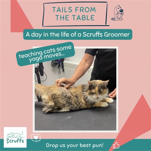 Scruffs Dog Grooming on Reels | Facebook