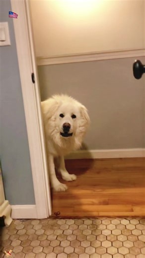 Funny Great Pyrenees Moments That Will Make You Smile