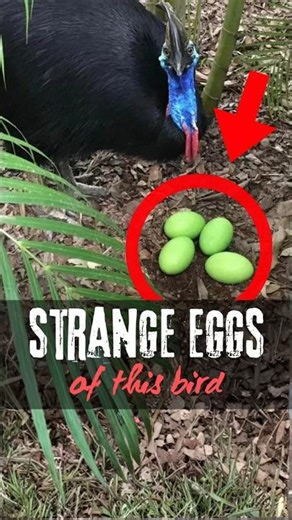 Top 3 Largest Bird Eggs