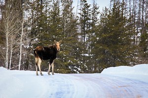 Winter in Cook County MN – Skiing, Snowmobiling, Ice Fishing on the North Shore